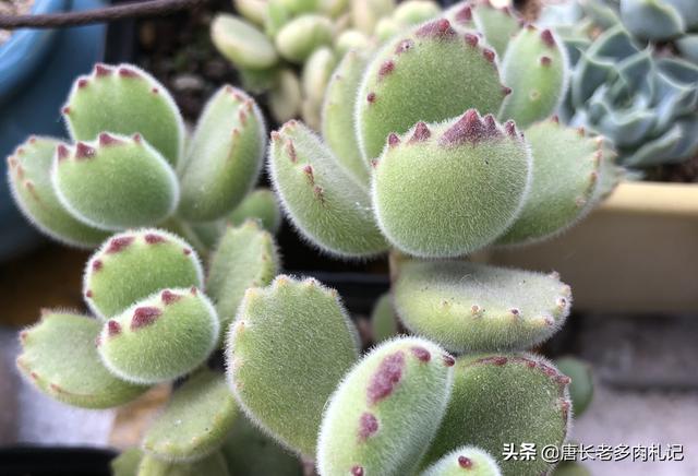 熊童子叶片能叶插吗:多肉植物熊童子的叶片脏了怎么清理？