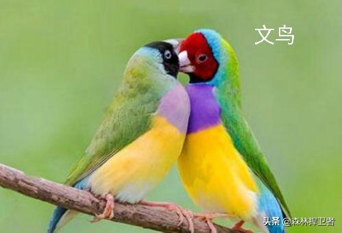 黑喉草雀好养吗:黑喉草雀的饲养方法 云南全面禁止非法野生动物交易！到底哪些不能吃？
