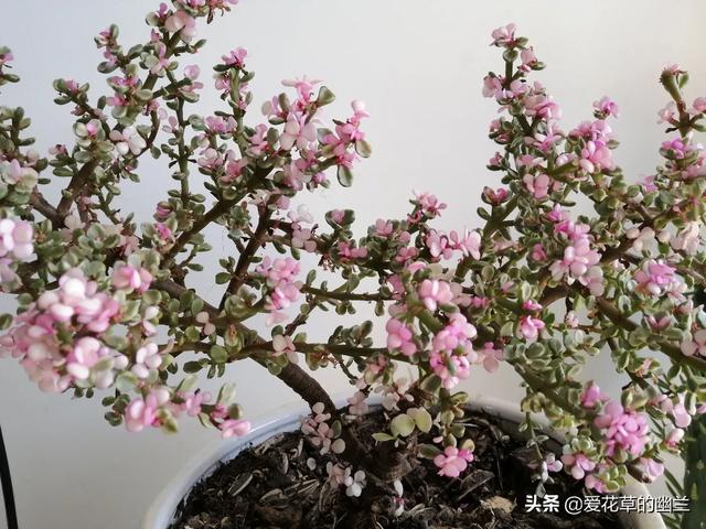 多肉大和锦根能长多粗:多肉叶片大小不匀称，一边大一边小是怎么回事？该怎么解决？