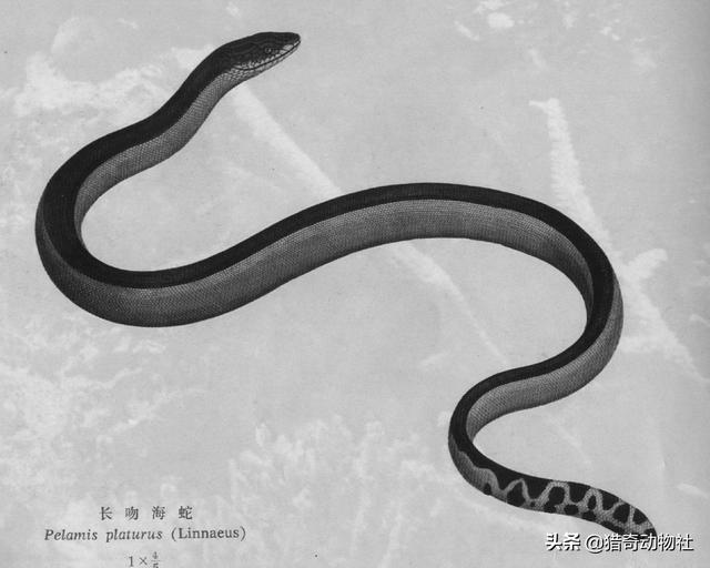 1962年浙江巨型海蛇，海蛇算不算野生动物吃它会不会被抓