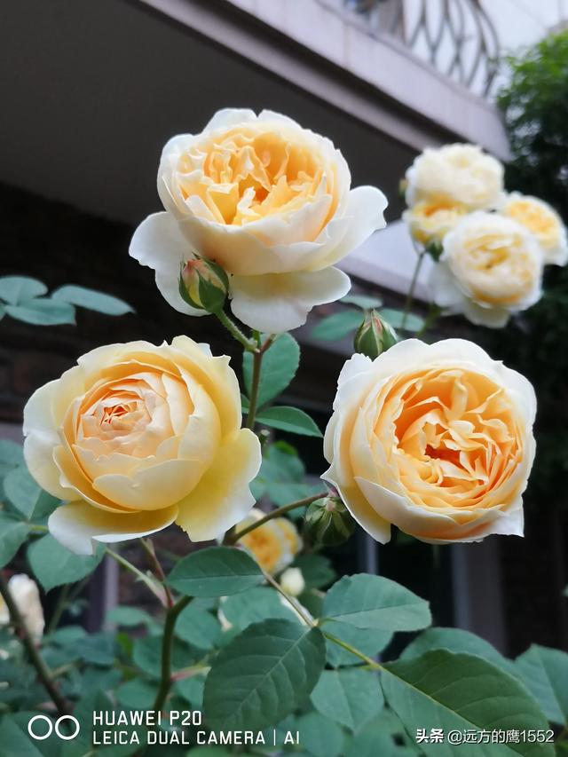 欧洲月季花品种介绍:月季花欧月品种介绍 养好欧月需要花多少时间和金钱？月季好养吗？