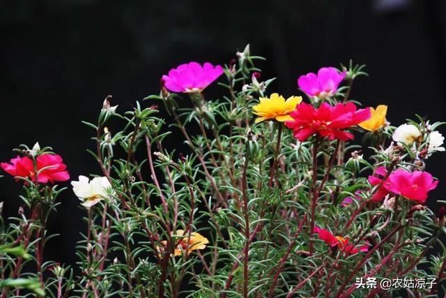 介壳虫图片:兰花的叶子上有白色粉末一样的东西，是虫害吗？