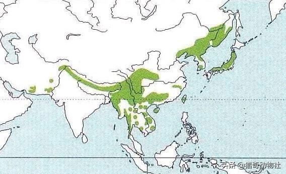 如何养宠物狗发现是黑熊:如果在大山里遇到黑熊该怎怎么应付？