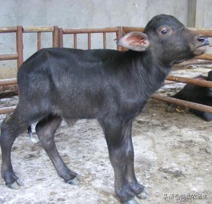 新生牛犊气喘怎么治？