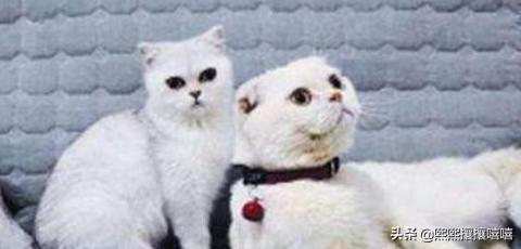 萌猫咪图片:抖音十大网红猫，第一简直成精了？