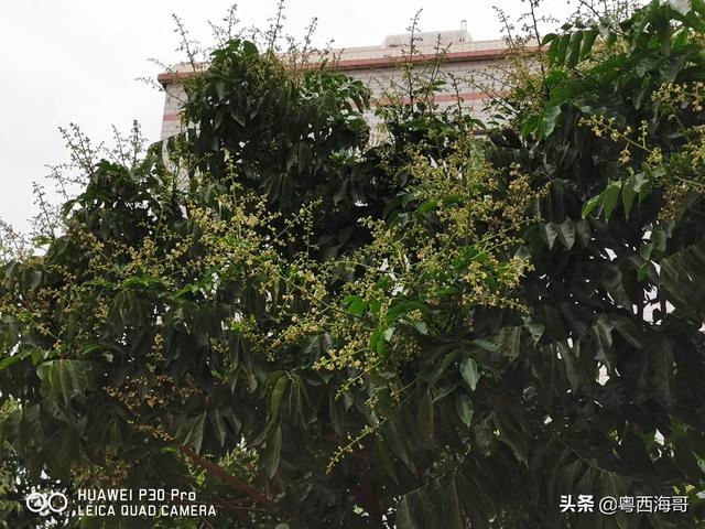 动物疫情一级响应:新冠肺炎防控应急响应级别一、二、三级有什么区别？