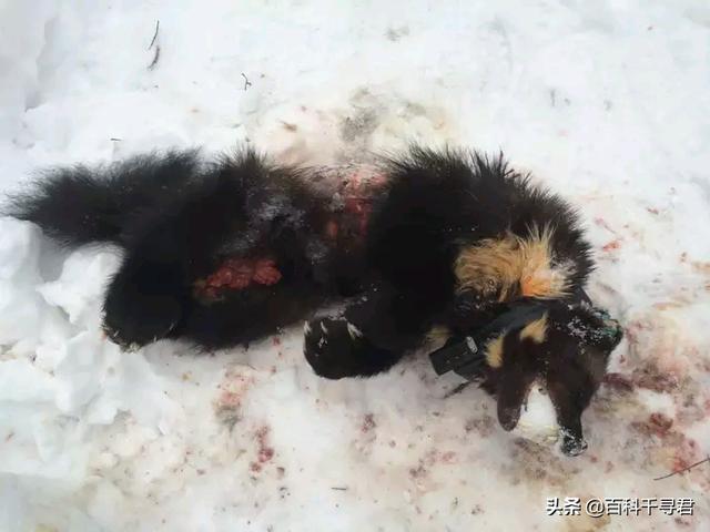 平头哥蜜獾图片高清:鼬科动物会对猫科动物构成威胁吗？为什么？