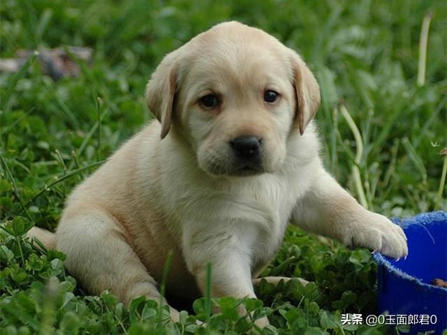 如何喂养哥顿雪达犬:如何正确饲养柴犬？养柴犬需要注意一些什么地方？