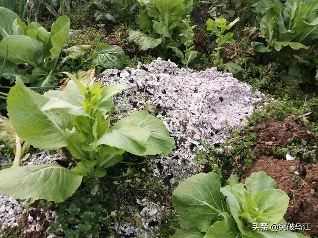木炭是钾肥吗 家里烧劈柴灰是钾肥吗 头条问答
