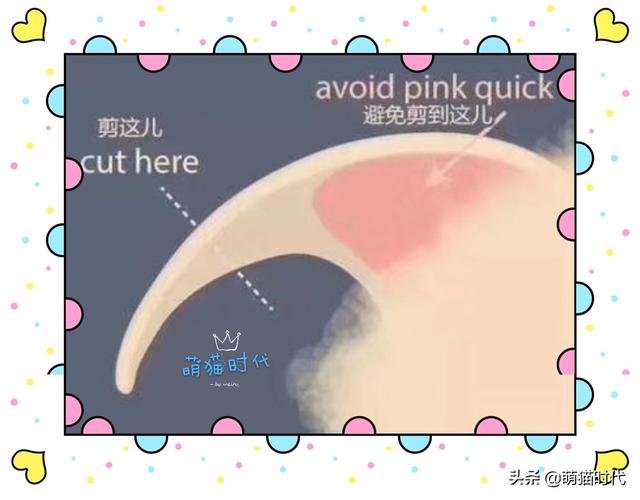 猫指甲套:猫指甲套危害 剪猫指甲有什么固定工具吗？