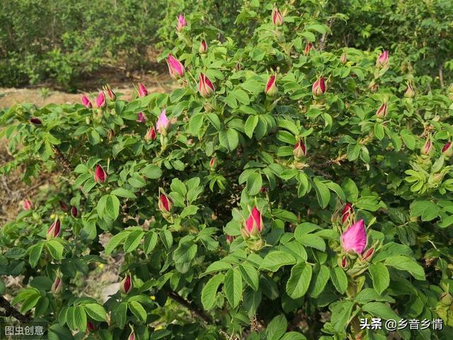 甲氨基阿维菌素:甲维盐对玫瑰幼花蕾有什么危害？