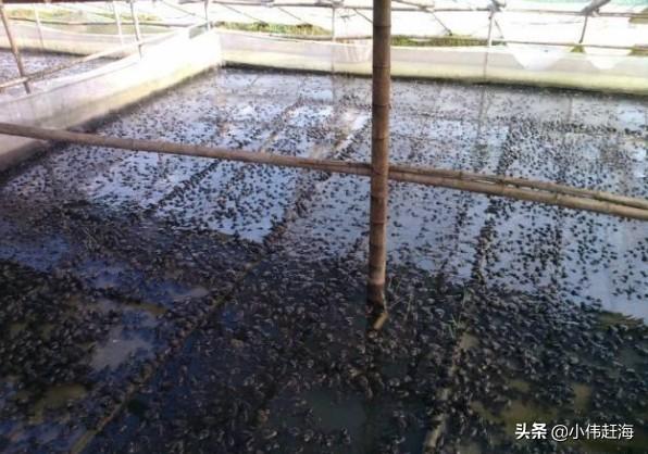 牛蛙养殖技术规范:牛蛙的养殖技术和管理 家住农村深山，有想养殖牛蛙的想法，牛蛙养殖需要知道哪些知识？