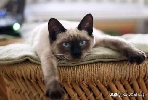 猫咪尿频:狮子猫尿频尿急要及时对付吗，狮子猫尿频尿急会好吗？