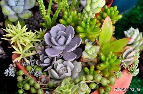 黑色介壳虫怎么根除:根粉介壳虫怎么根除 如何消灭花卉上的根粉蚧？