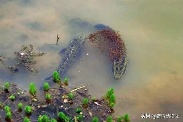 世界上最凶猛的淡水鱼图片:世界上最凶猛的十大淡水鱼 亚洲黑鱼在亚马逊河能泛滥吗？