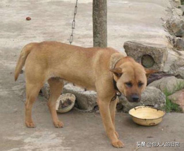 中华田园犬图片:关于禁养中华田园犬（俗称土狗）的内容引发热议对此，你怎么看？