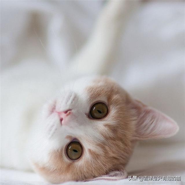 可爱小猫咪:如何素描一只可爱的小猫咪？