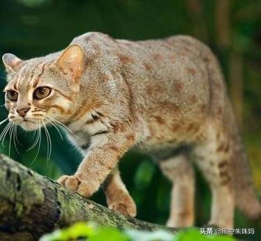 帕拉斯猫视频:猫咪受到惊吓，该怎么办？ 帕拉斯猫图片
