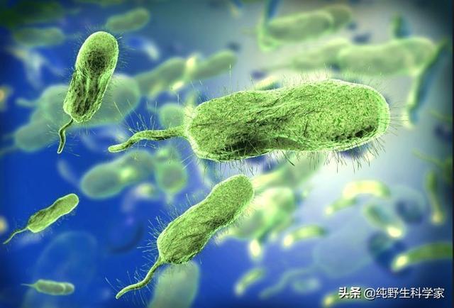 动物星球 史帝夫:动物们都懂天垂象！就人类不懂？为什么人还觉得自己聪明高级呢？