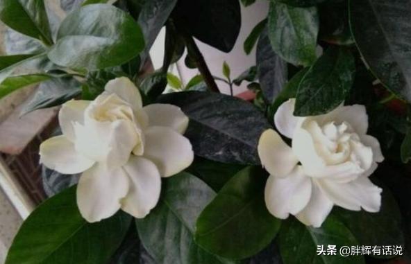 盆栽黄水仙怎么养:栀子花盆栽怎么养？栀子花的养殖方法？