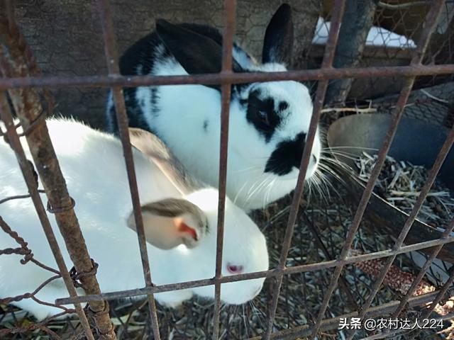 冬天宠物兔好养吗:兔子最怕什么，毛兔和肉兔哪个更好养？ 宠物兔冬天怕冷吗