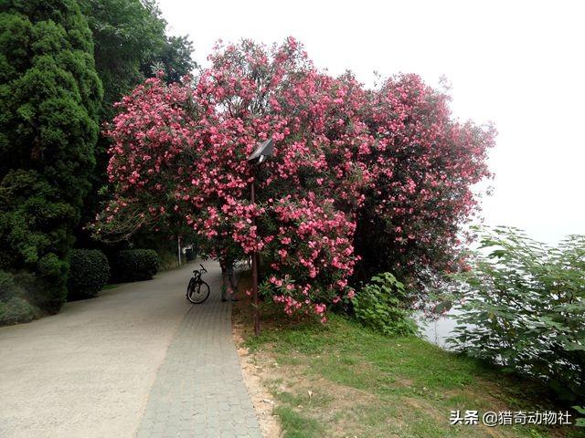 鸡母珠:你认为地球上最毒的植物是哪种