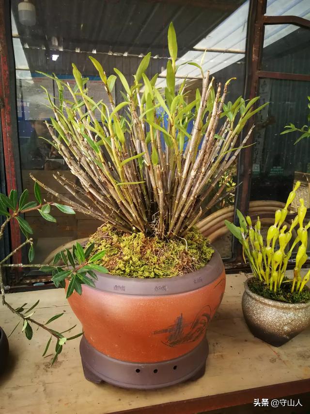 石斛图片,石斛的种类包括哪些？作用各有何不同？