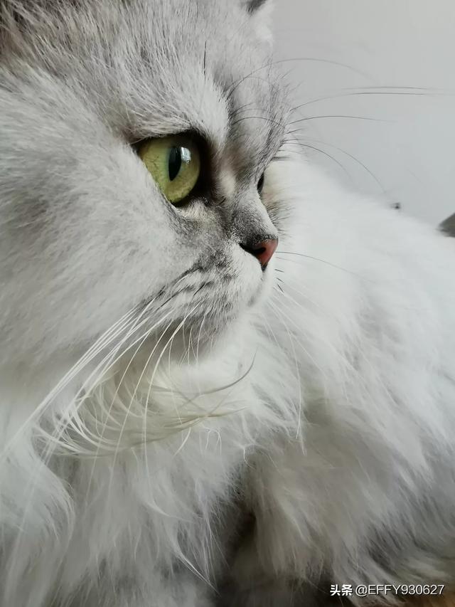 福州布偶猫园:我家布偶猫咪大耳尖腮，还能救吗？