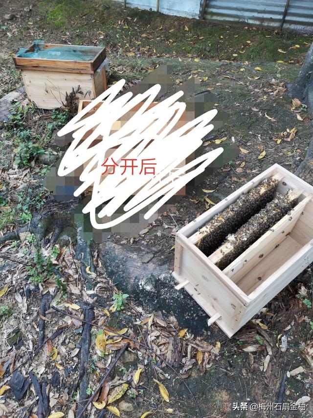 关于蜜蜂的知识有哪些简单:蜜蜂分开多久时间后再合并不会打架？