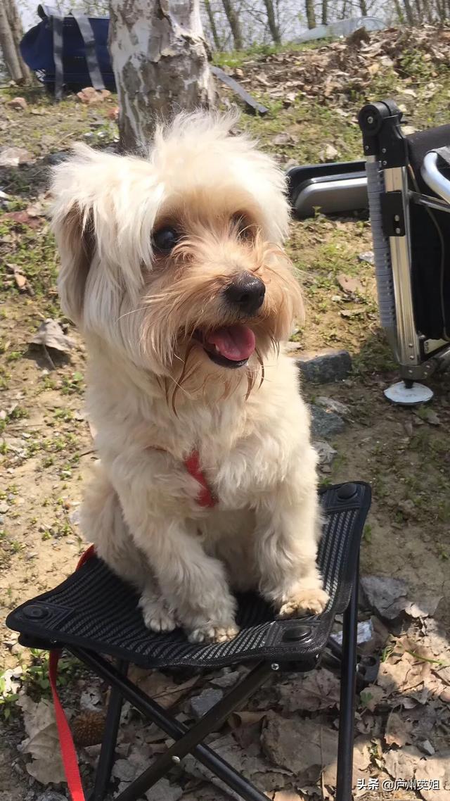 土狗吧:来说说你家狗狗的性格吧？