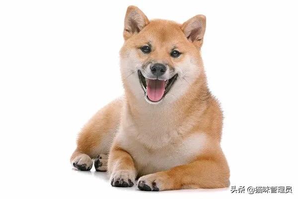 国美狗狗聪明吗:聪明的狗狗都有哪些特征？