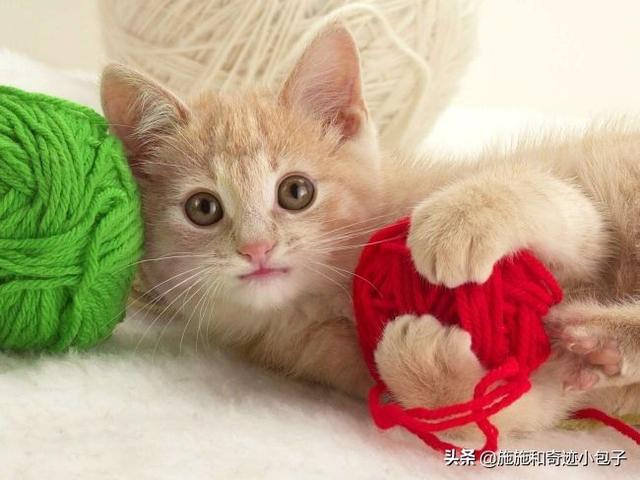 来养一只电子宠物猫:养了一只有「小心机」的猫/狗，是一种怎样的体验？