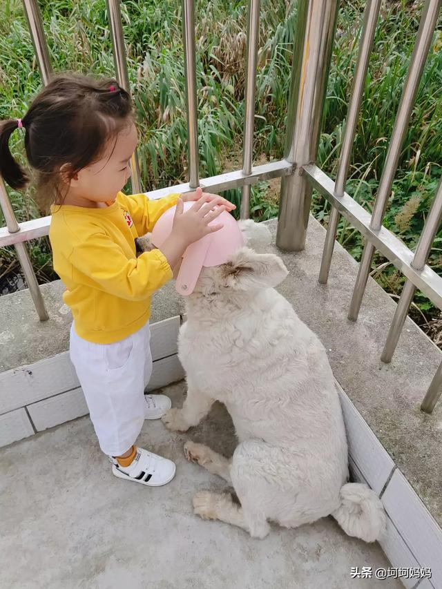 如何与宠物安全相处:宠物与宝宝该怎么去相处？ 如何与宠物相处安全教案