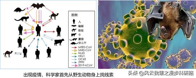 鸟的迁徙 法国:新冠肺炎有没有可能传染给鸟类，随着候鸟的迁徙传播到世界各地？