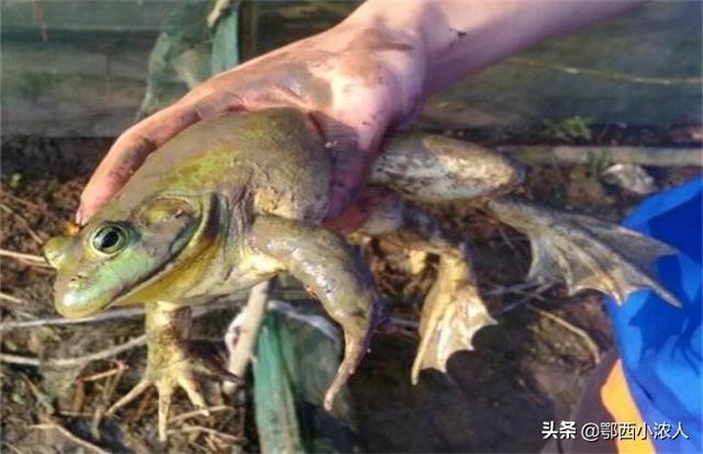 非洲牛箱头蛙:生活在7000万年前的魔鬼蛙，真的能猎杀恐龙吗