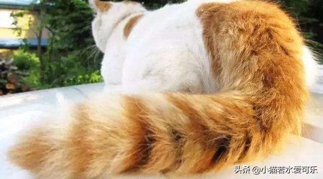 搞笑猫咪和狗狗图片:为什么猫狗用尾巴表示自己的情绪？