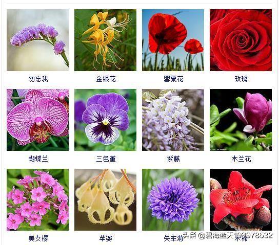 花的种类名称名字图片