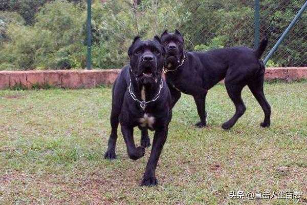 什么狗能咬死藏獒图片:藏獒几分钟可以咬死一只黑猩猩？为什么？ 什么狗能咬死藏獒