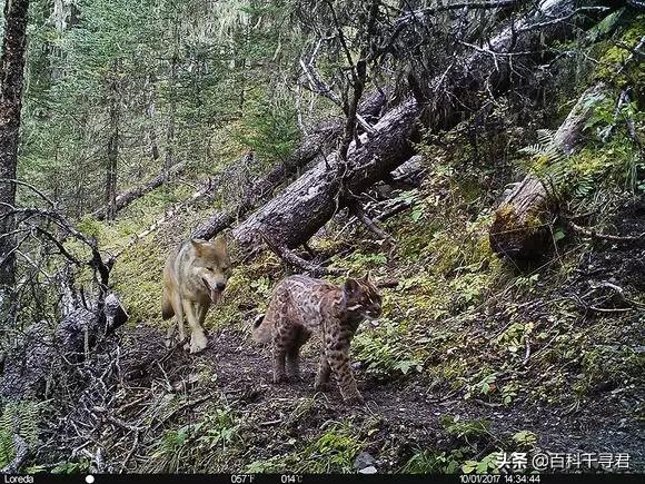 无知熊猫视频:为什么感觉老虎很少吃熊猫？