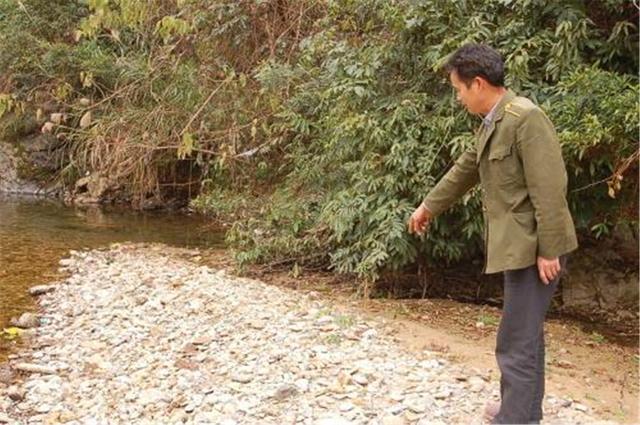 印加无毛犬形态特征及生活习性:姜喜阳还是喜阴，种植时还需要注意什么？ 秘鲁印加无毛犬抗癌吗