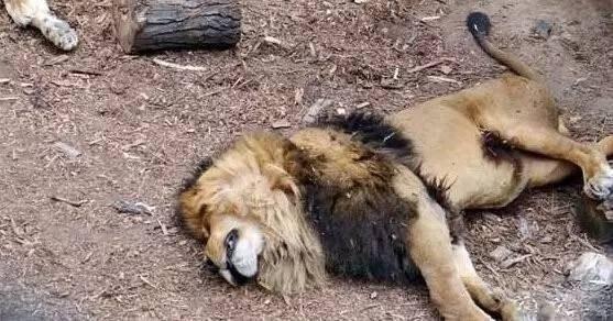 鬼獒图片:自然界中存在体型似猴子大小，却可以让狮子束手无策的动物吗？