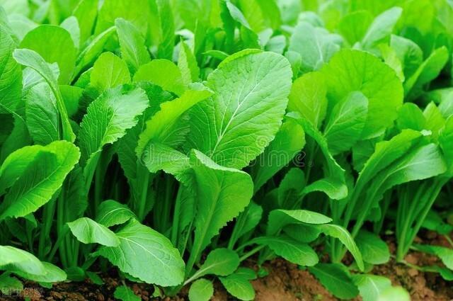 木姜花:叶用芥菜如何进行高产田间管理？
