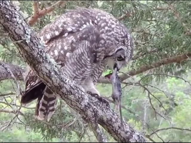 大家听过或经历过最感人的动物报恩的故事是什么？插图16