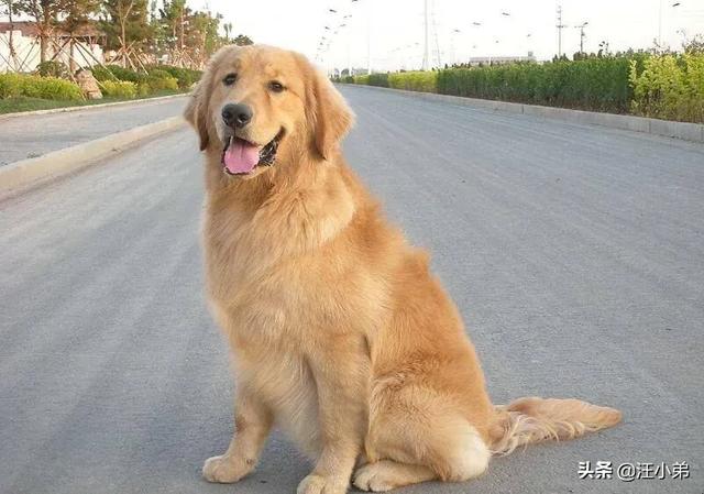 金毛犬有什么缺点？插图27