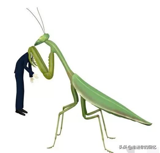昆仑山市灵异事件:昆仑山螳螂人事件是怎么一回事？螳螂跟人类一样大，会发生什么？