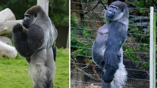 克罗斯河大猩猩:狮子和老虎是因为打不过大猩猩，才不敢吃大猩猩吗