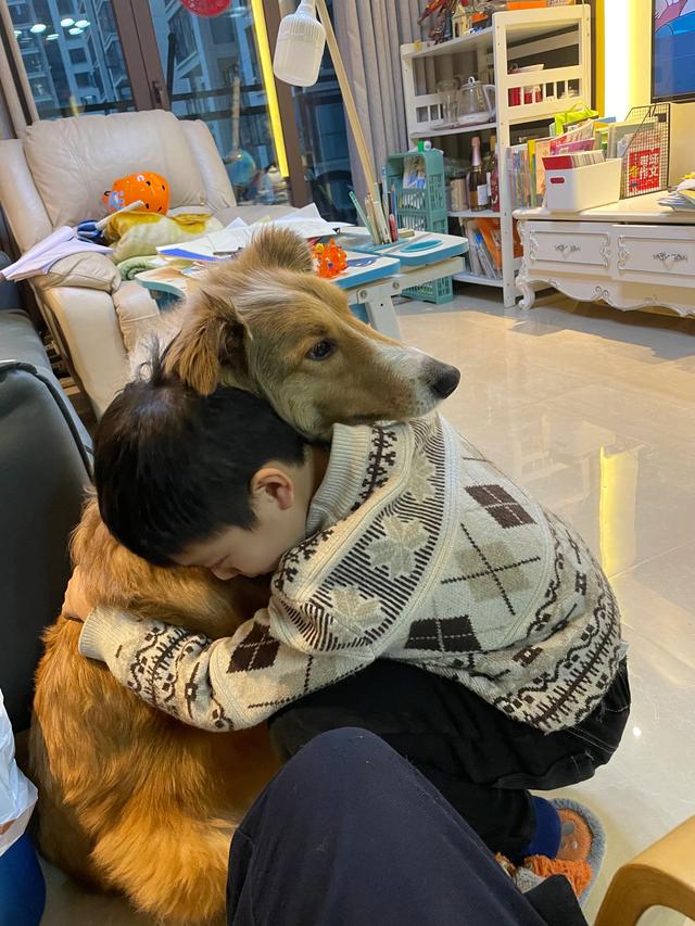 养一条世界公认智商最高的边境牧羊犬是一种怎样的体验？插图16