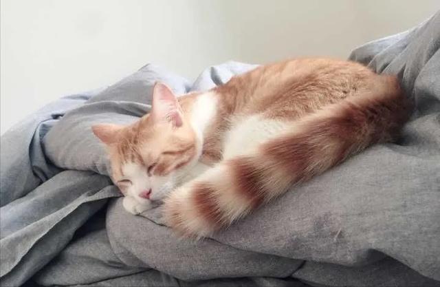 为什么晚上睡觉时猫咪总喜欢靠近自己的头，而且咕噜声还很大？插图22