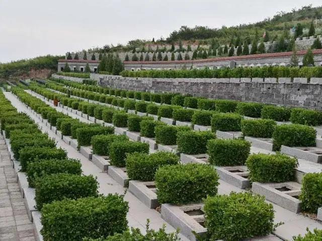 私密地带迎接新的主人:六个月的边牧会认新主人吗？
