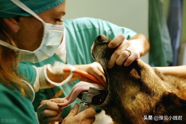 约克夏狗吃不吃狗屎:十个月的约克夏每天溜三到五次仍然在家大小便，该怎么训练？